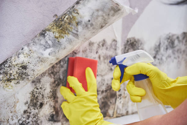 Best Environmental Consulting for Mold Prevention  in Sedalia, MO